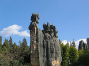 Rừng đ&aacute;